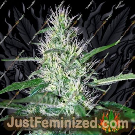 Critical Widow by Mr Nice Seeds Cannabis Seeds For Sale at Just Feminized