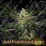 Early Queen x Afghan Haze by Mr Nice Seeds Cannabis Seeds For Sale at Just Feminized