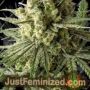 Early Skunk by Mr Nice Seeds Cannabis Seeds For Sale at Just Feminized