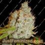 Mango x Widow by Mr Nice Seeds Cannabis Seeds For Sale at Just Feminized