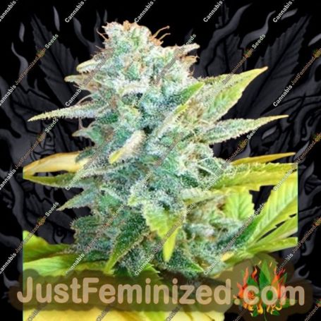 Master Kush x Skunk by Mr Nice Seeds Cannabis Seeds For Sale at Just Feminized