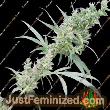 Nevilles Haze x Mango by Mr Nice Seeds Cannabis Seeds For Sale at Just Feminized