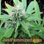 NL5 x Skunk by Mr Nice Seeds Cannabis Seeds For Sale at Just Feminized