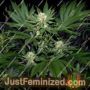 Ortega by Mr Nice Seeds Cannabis Seeds For Sale at Just Feminized