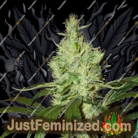 Pink Floyd by Mr Nice Seeds Cannabis Seeds For Sale at Just Feminized