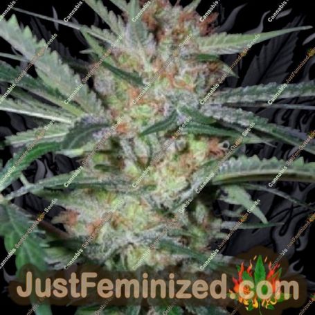 Headband Pre88 G13 Caramel by Apothecary Cannabis Seeds For Sale at Just Feminized