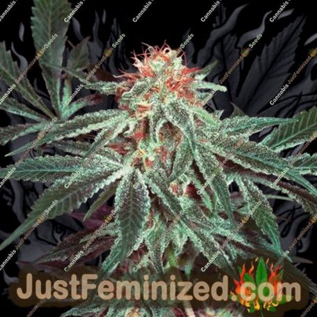 Shark Shock by Mr Nice Seeds Cannabis Seeds For Sale at Just Feminized