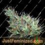 Skunk Haze by Mr Nice Seeds Cannabis Seeds For Sale at Just Feminized