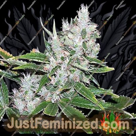 Spice by Mr Nice Seeds Cannabis Seeds For Sale at Just Feminized
