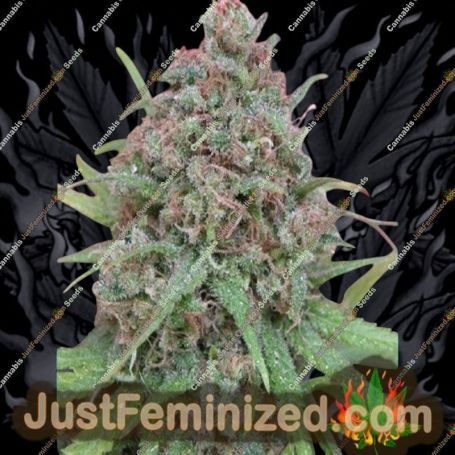 The Cure by Mr Nice Seeds Cannabis Seeds For Sale at Just Feminized
