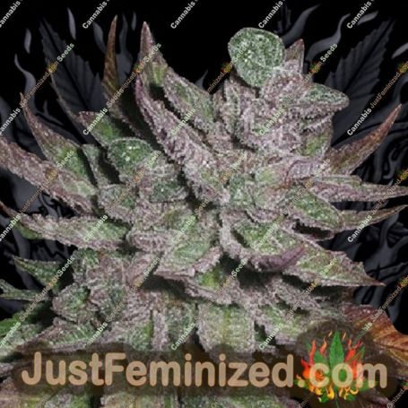 Avalon by Next Generation Cannabis Seeds For Sale at Just Feminized