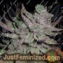 Avalon by Next Generation Cannabis Seeds For Sale at Just Feminized