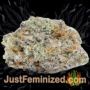 BC Blueberry OG by Next Generation Buds Weed Ganja Skunk Pot Reefer Dope Herb Pics Images