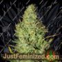 BC Golden Skunk by Next Generation Cannabis Seeds For Sale at Just Feminized