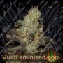 BC Purps by Next Generation Cannabis Seeds For Sale at Just Feminized