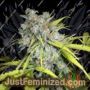 Critical Magic by Next Generation Cannabis Seeds For Sale at Just Feminized