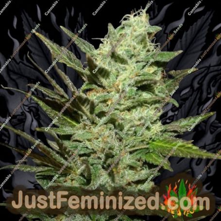 Grapefruit Haze by Next Generation Cannabis Seeds For Sale at Just Feminized