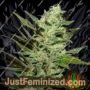 Grapefruit Haze by Next Generation Cannabis Seeds For Sale at Just Feminized