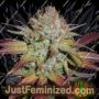 Grapefruit Diesel by Next Generation Cannabis Seeds For Sale at Just Feminized