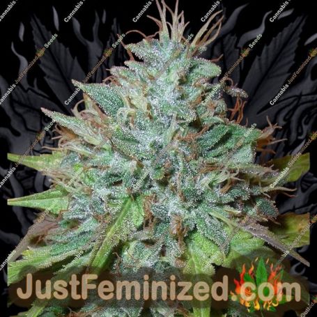Grapefruit Kush by Next Generation Cannabis Seeds For Sale at Just Feminized