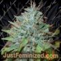 Grapefruit Kush by Next Generation Cannabis Seeds For Sale at Just Feminized