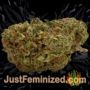 Grapefruit Kush by Next Generation Buds Weed Ganja Skunk Pot Reefer Dope Herb Pics Images