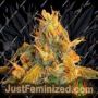 Grapeskunk by Next Generation Cannabis Seeds For Sale at Just Feminized