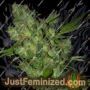 Kiwi Kush by Next Generation Cannabis Seeds For Sale at Just Feminized