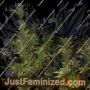 Medicine by Next Generation Cannabis Seeds For Sale at Just Feminized