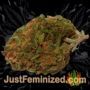 Medicine by Next Generation Buds Weed Ganja Skunk Pot Reefer Dope Herb Pics Images