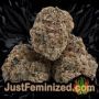 Medicine by Next Generation Buds Weed Ganja Skunk Pot Reefer Dope Herb Pics Images