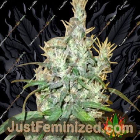 Romulan Cheese by Next Generation Cannabis Seeds For Sale at Just Feminized