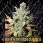 Romulan Diesel by Next Generation Cannabis Seeds For Sale at Just Feminized