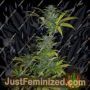 Romulan x Sweet Skunk by Next Generation Cannabis Seeds For Sale at Just Feminized