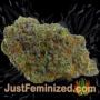 Romulan x Sweet Skunk by Next Generation Buds Weed Ganja Skunk Pot Reefer Dope Herb Pics Images