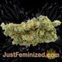 Romulan x Sweet Skunk by Next Generation Buds Weed Ganja Skunk Pot Reefer Dope Herb Pics Images