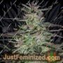 Timewarp Diesel by Next Generation Cannabis Seeds For Sale at Just Feminized