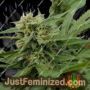 No.1 Auto by AutoSeeds Cannabis Seeds For Sale at Just Feminized