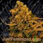 Blueberry Kush Auto by Nirvana Cannabis Seeds For Sale at Just Feminized