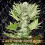 Misty Kush by Nirvana Cannabis Seeds For Sale at Just Feminized
