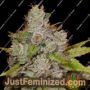 Original Glue by Nirvana Cannabis Seeds For Sale at Just Feminized