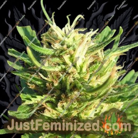 Super Skunk by Nirvana Cannabis Seeds For Sale at Just Feminized