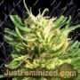 Super Skunk by Nirvana Cannabis Seeds For Sale at Just Feminized