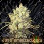 Supreme Durban by Nirvana Cannabis Seeds For Sale at Just Feminized
