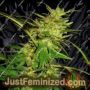 Swiss Cheese by Nirvana Cannabis Seeds For Sale at Just Feminized