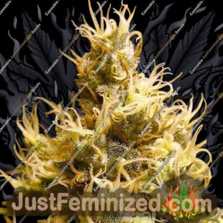 Wonder Woman by Nirvana Cannabis Seeds For Sale at Just Feminized