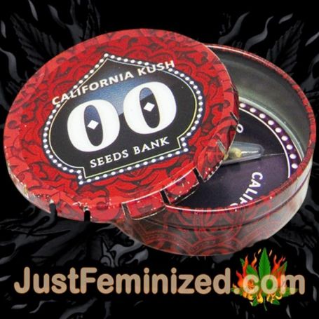 Chocolate Skunk Auto 00 Seeds Souvenir Marijuana Seeds Original Breeder Packaging