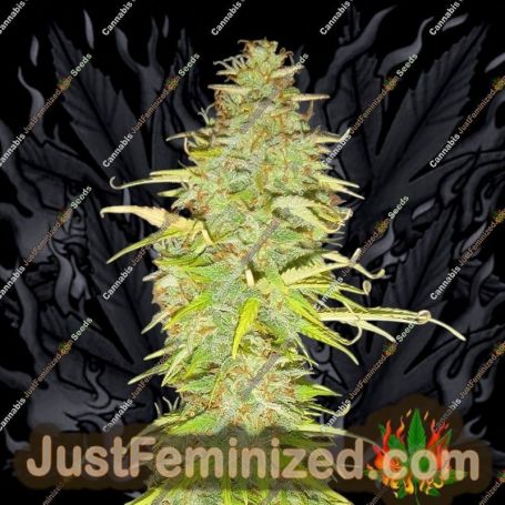 Candy Kush Auto by AutoSeeds Cannabis Seeds For Sale at Just Feminized