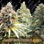 Mixed Auto Auto by 00 Seeds Cannabis Seeds For Sale at Just Feminized