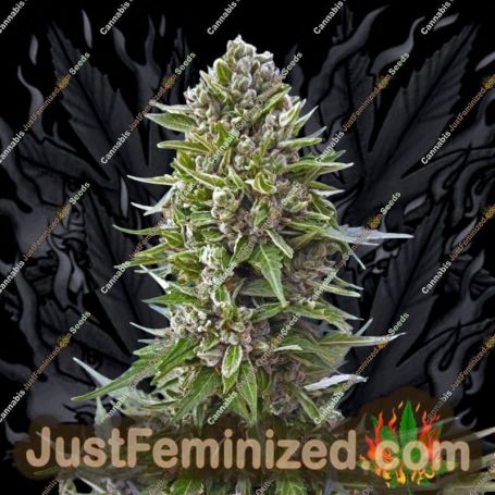 Northern Lights Auto by 00 Seeds Cannabis Seeds For Sale at Just Feminized